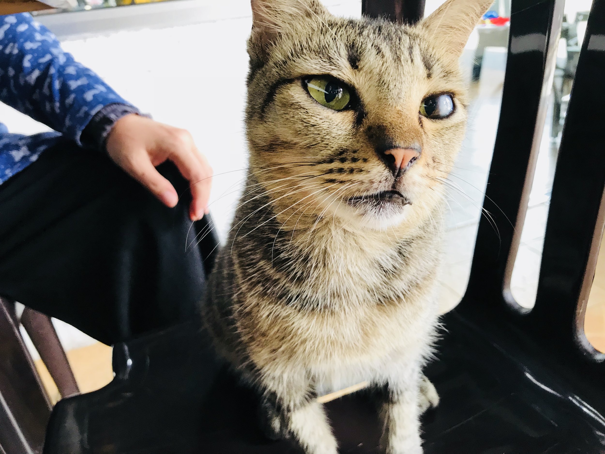 Kafe Kucing di Kuala Lumpur