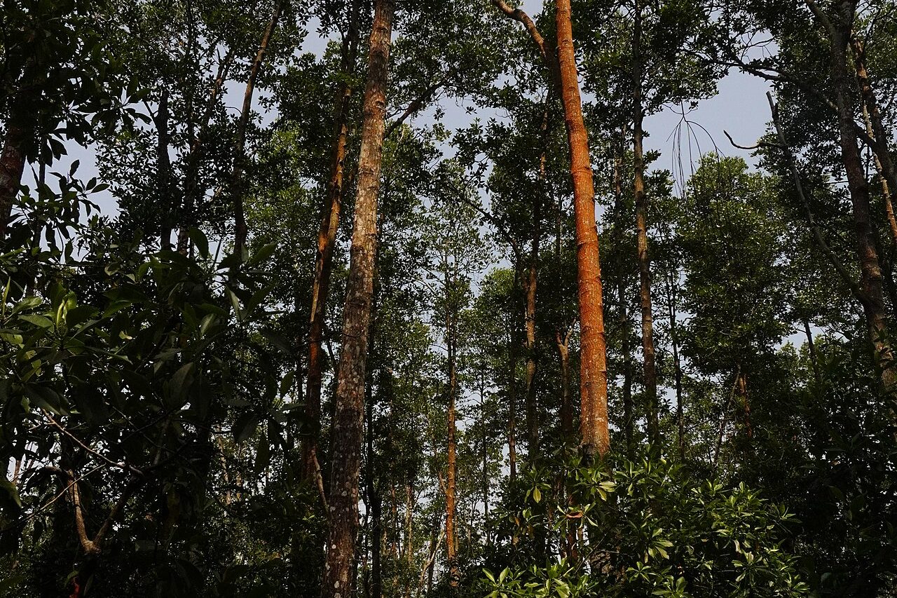 Johor Bahru nature and outdoors: tall mangrove trees with reddish trunks in Tanjung Piai National Park, Pontian