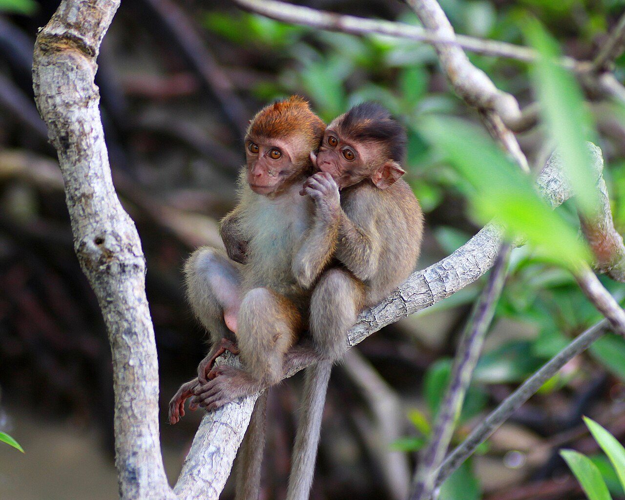 Two young crab-eating macaques hugging on a branch in the mangroves of Pulau Kukup National Park