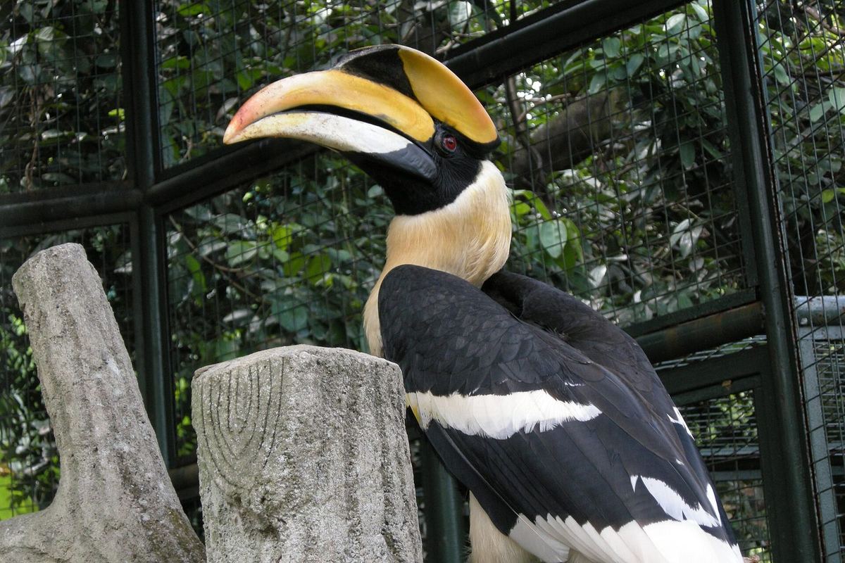 Burung rangkong besar bertengger di dalam sangkar burung di KL Bird Park, Kuala Lumpur
