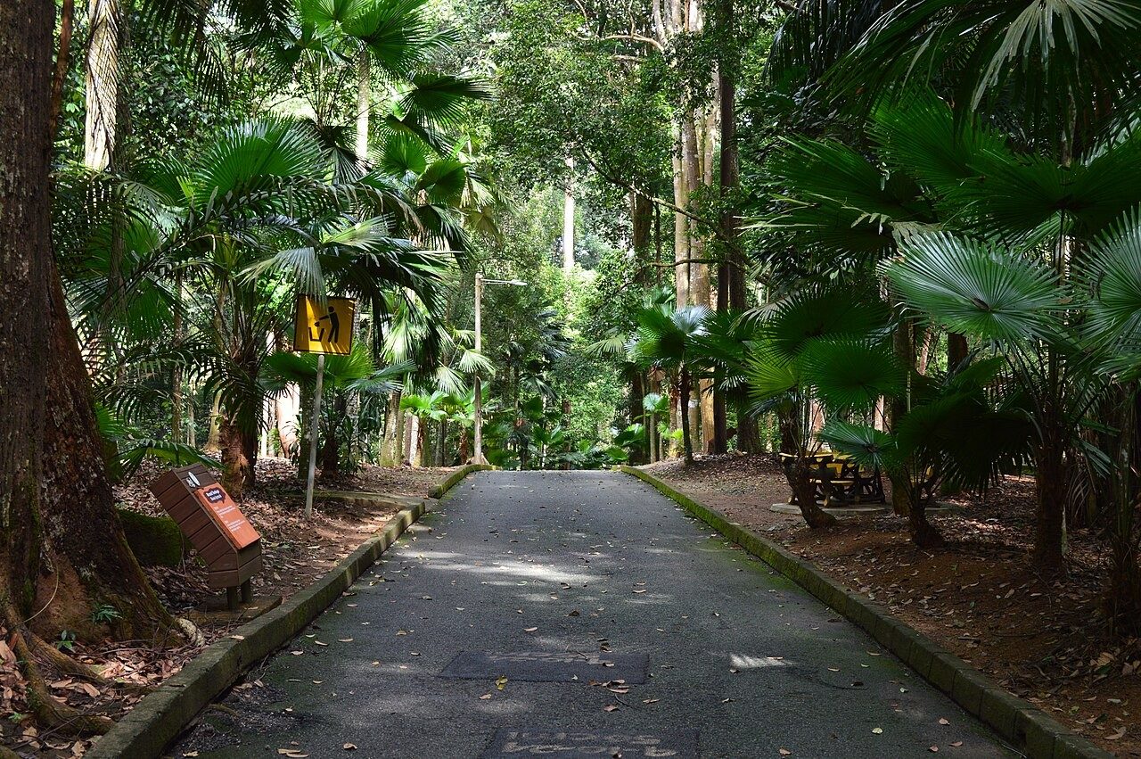 Melaka nature and outdoors: a paved path lined with fan palms and tall trees in Melaka Botanical Garden, Ayer Keroh