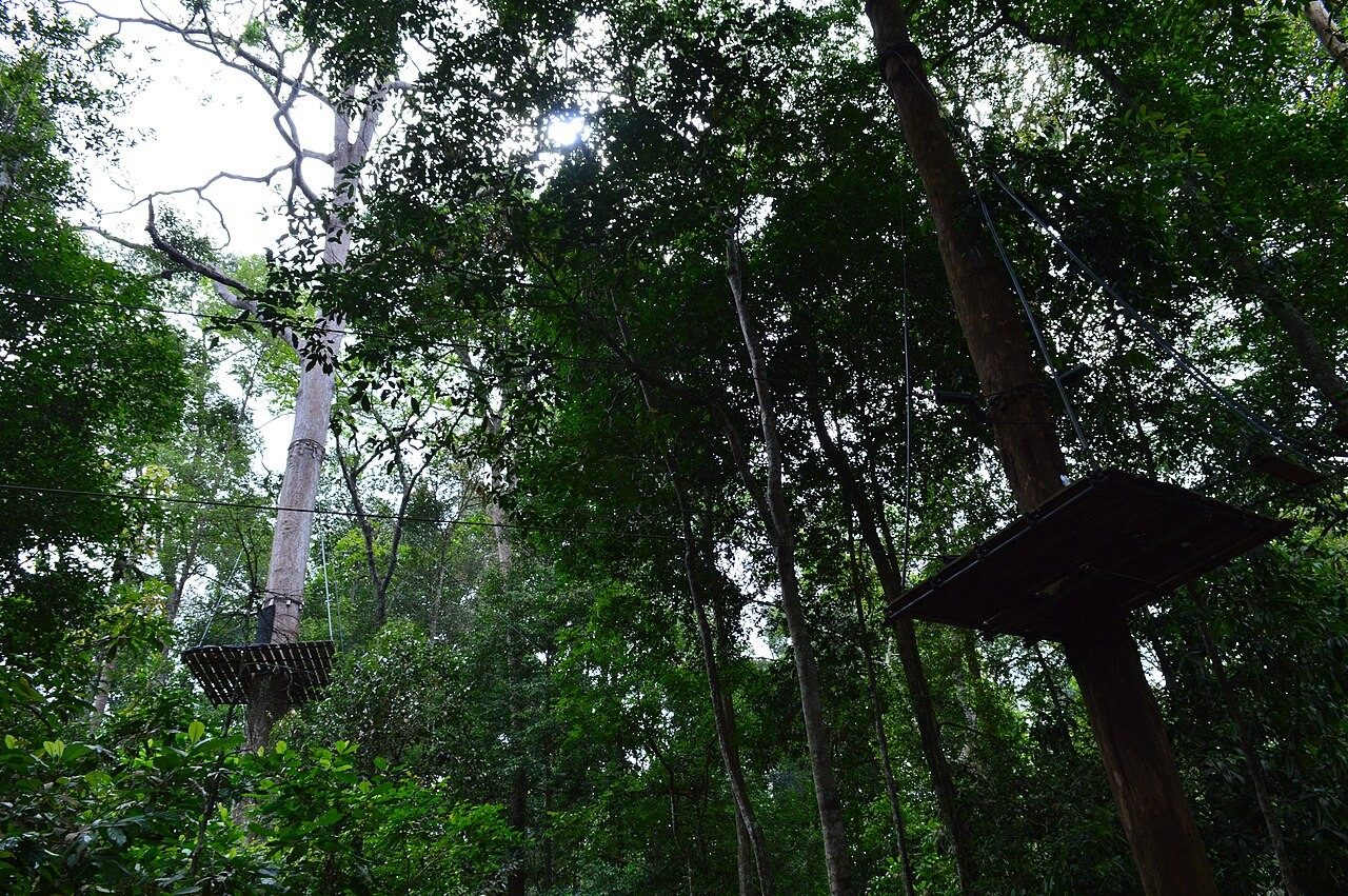 Wooden platforms and cables of the Skytrex high-rope course among tall trees in Melaka Botanical Garden