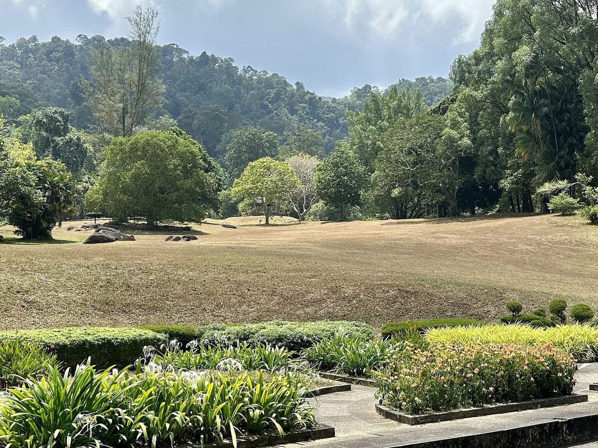 槟城乔治市槟城植物园内的草坪与森林山丘