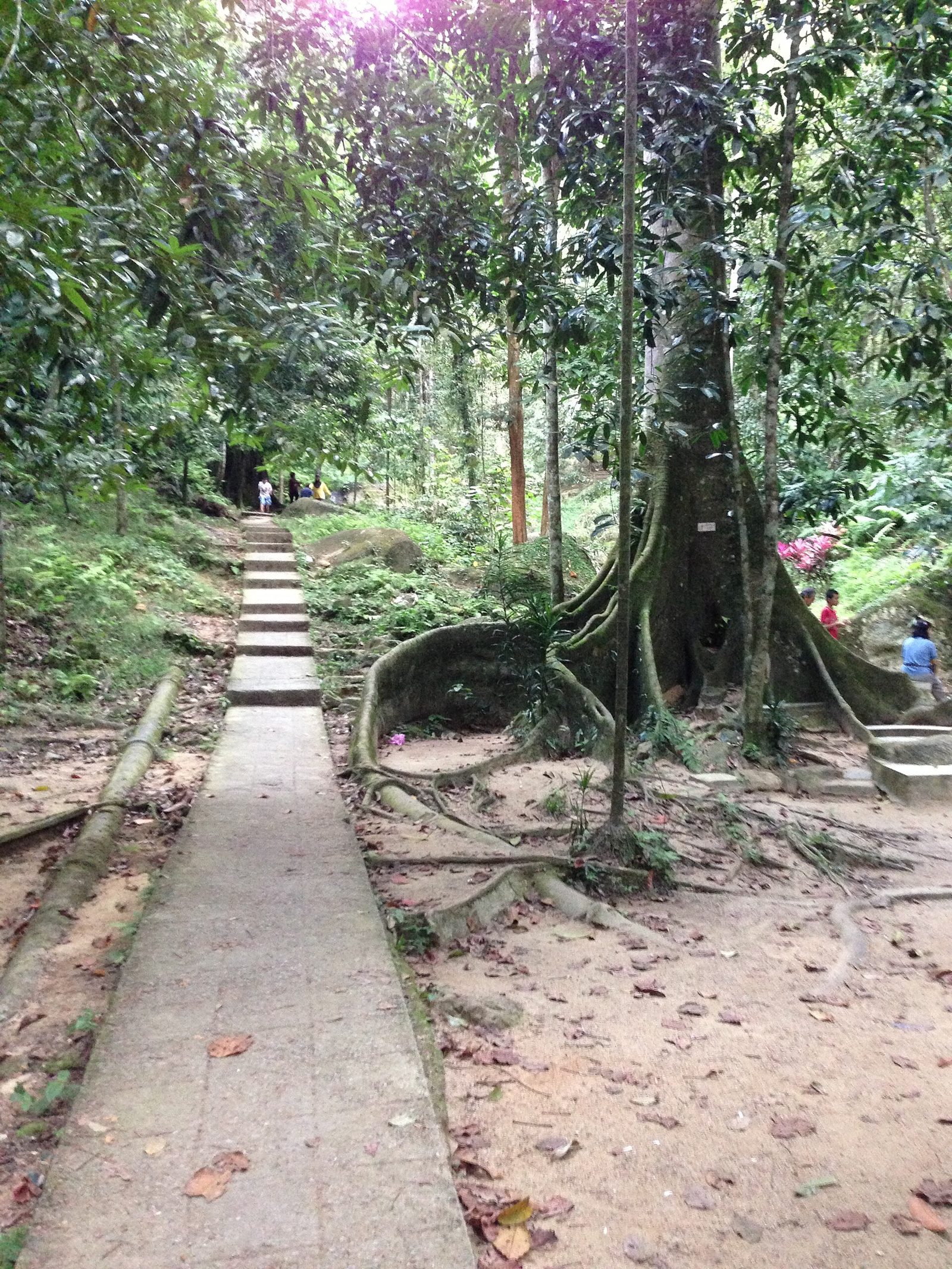 Anak tangga beton menanjak melewati pohon besar berakar banir di Hutan Rekreasi Bukit Mertajam, Penang