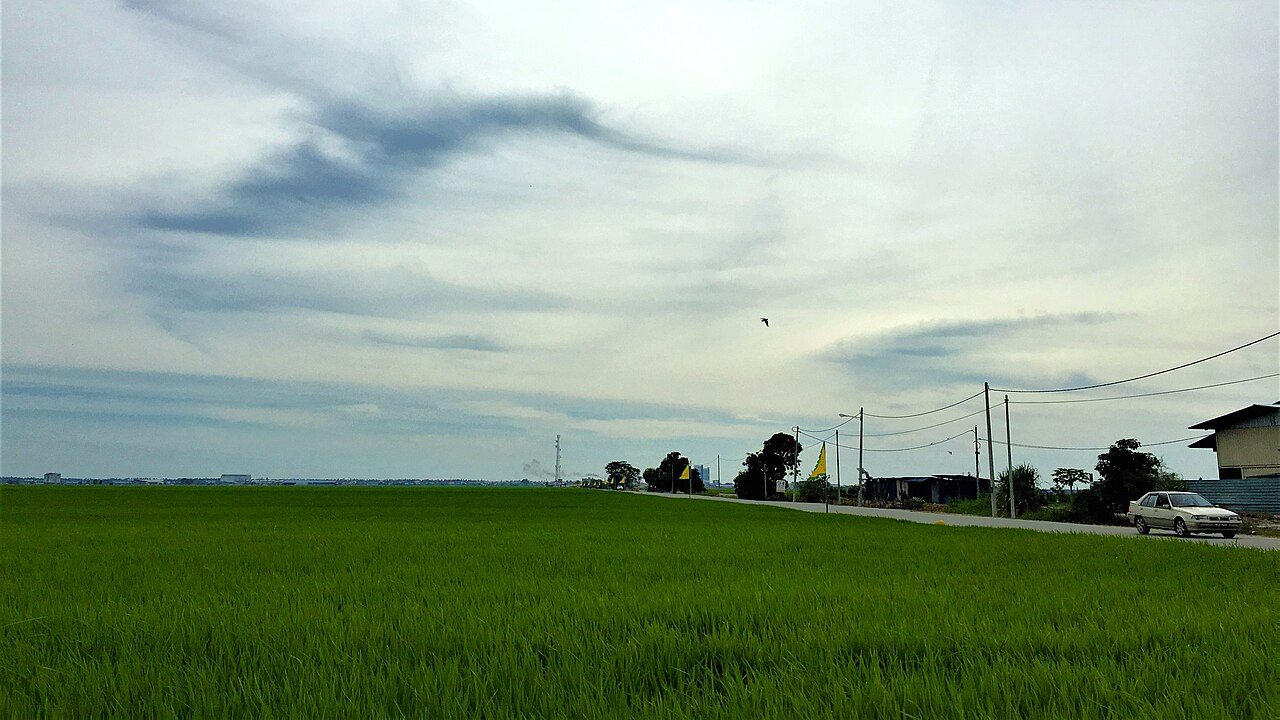 Paddy fields in Sekinchan, Sabak Bernam, Selangor