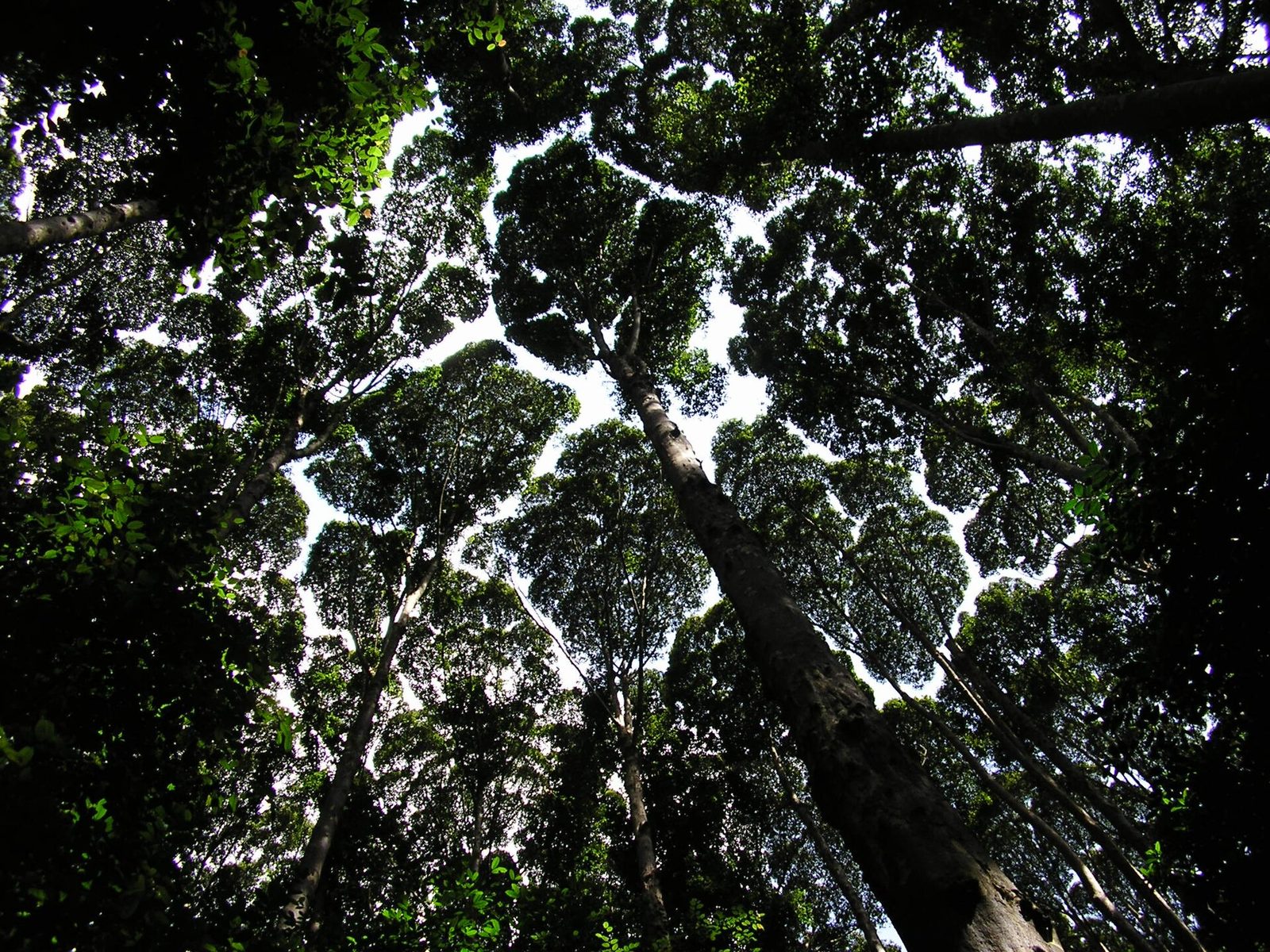 Looking up at tall rainforest trees with gaps between their crowns at FRIM, Kepong, Selangor