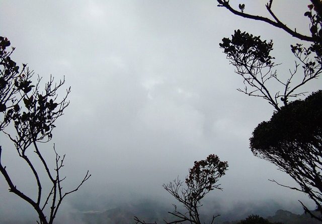 Mist and moss-covered branches in the cloud forest at Mossy Forest, Gunung Brinchang, Cameron Highlands
