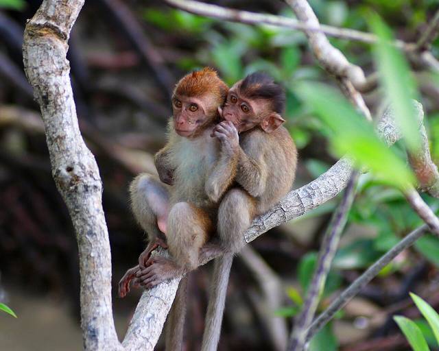 Two young crab-eating macaques hugging on a branch in the mangroves of Pulau Kukup National Park