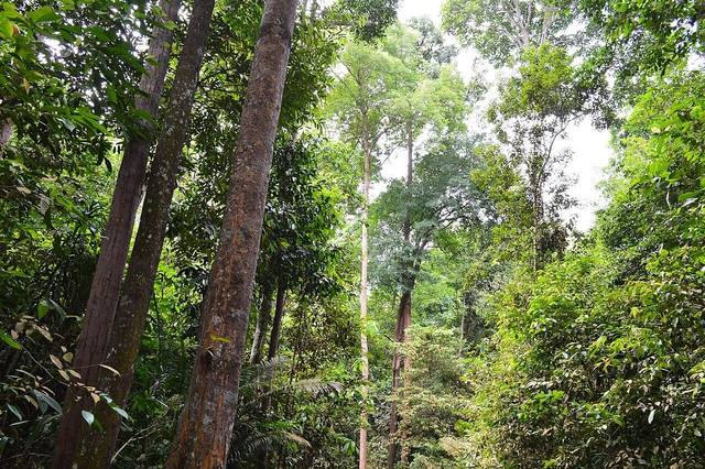 Tall, straight forest trees and dense green undergrowth inside Melaka Botanical Garden