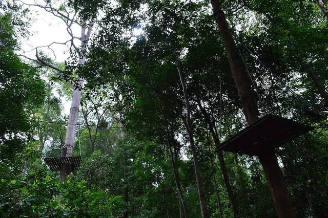 Wooden platforms and cables of the Skytrex high-rope course among tall trees in Melaka Botanical Garden