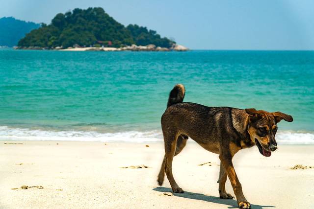 Pangkor Island Guide
