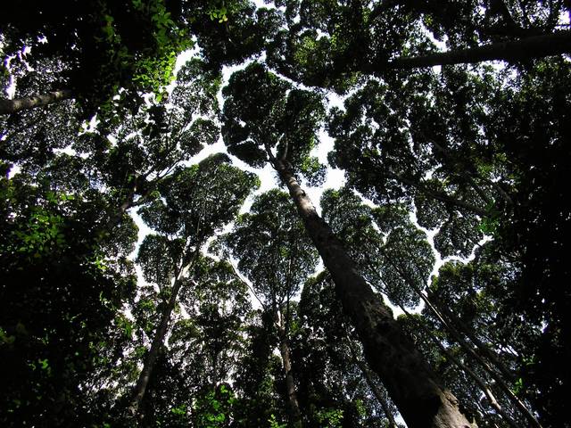 Looking up at tall rainforest trees with gaps between their crowns at FRIM, Kepong, Selangor